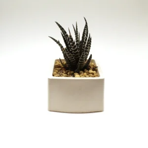 Zebra Haworthia
