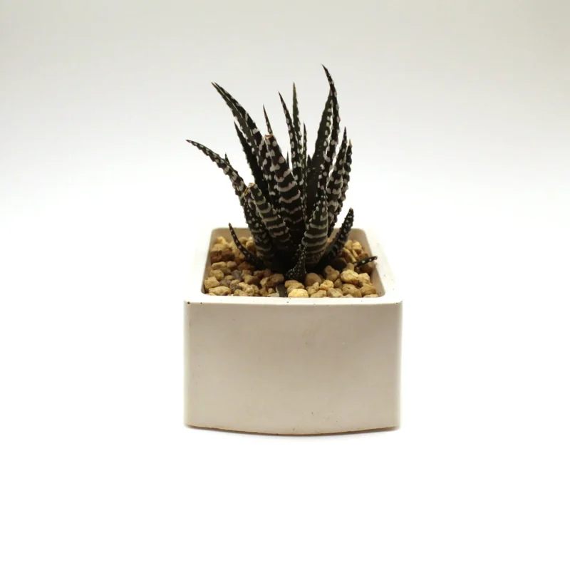 Zebra Haworthia - Image 4