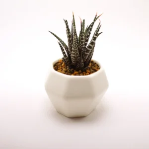 Zebra Haworthia