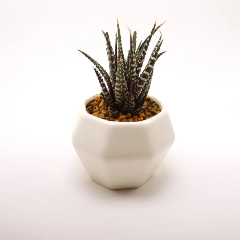 Zebra Haworthia - Image 3