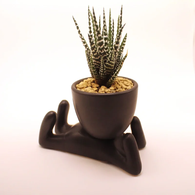 Zebra Haworthia - Image 2