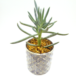 Blue Chalksticks