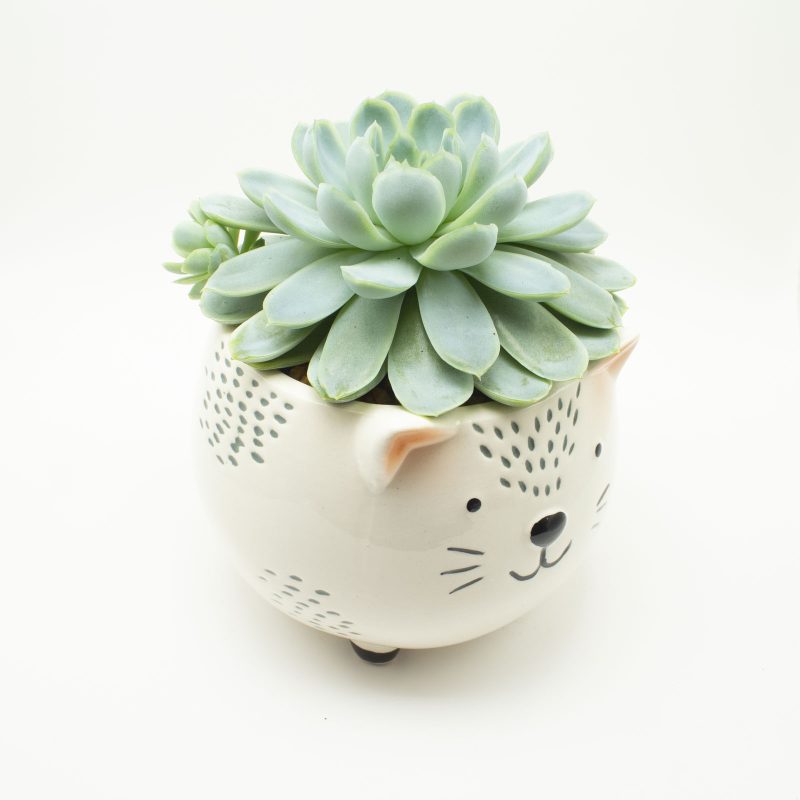 Mexican Snowball - Image 2