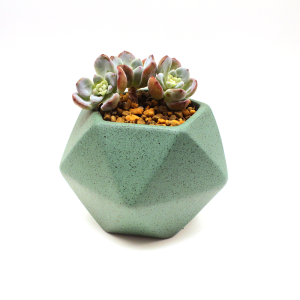 Sedum Clavatum